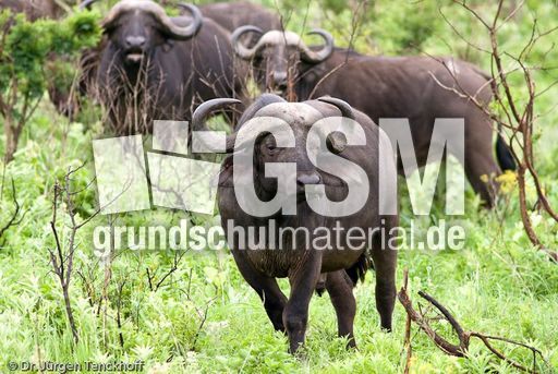 Afrikanischer Büffel (41 von 102).jpg